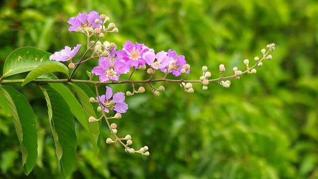 泰国邦哥花和风视频素材