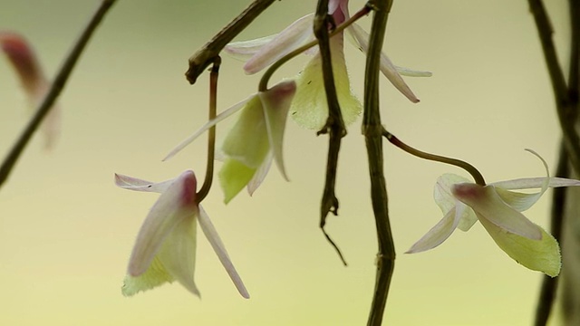 兰花及害虫视频素材