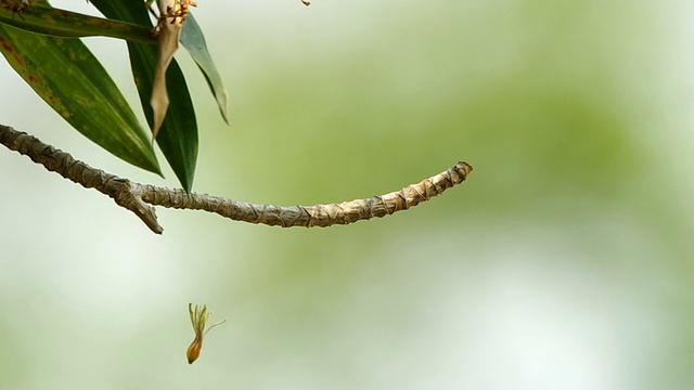 老花挂在小枝下视频素材