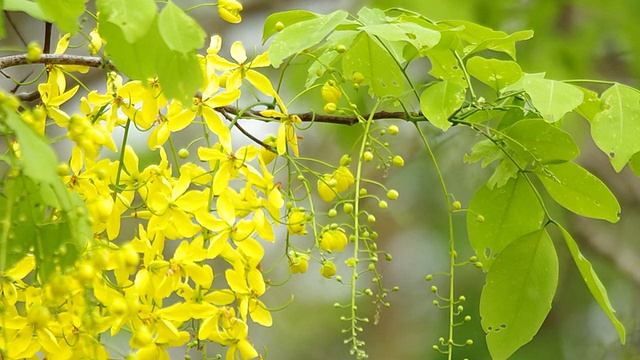 桂花和风视频素材