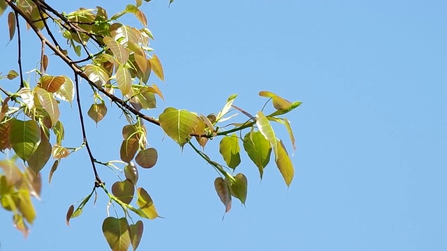 神圣无花果树的嫩叶在摇动视频素材