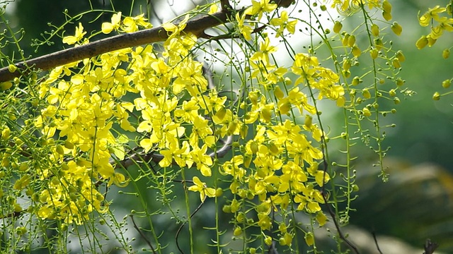 桂花动人视频素材