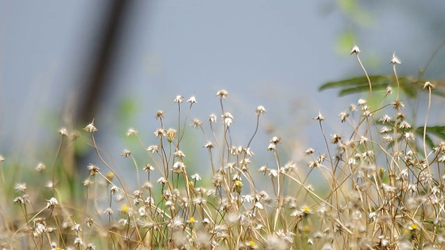 墨西哥雏菊在摇曳视频素材