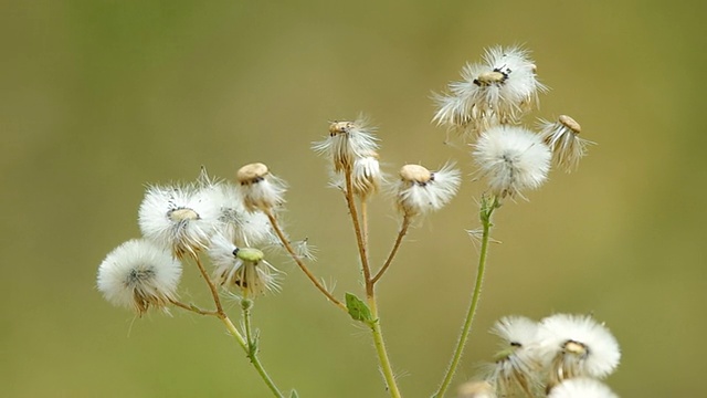 野生蒲公英的花在摇动视频素材