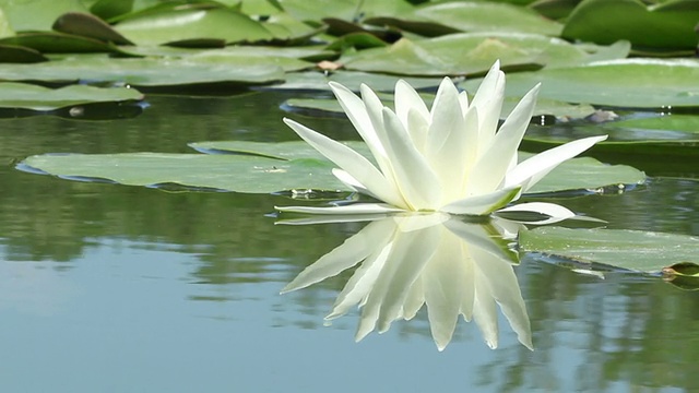 湖上的百合花视频素材