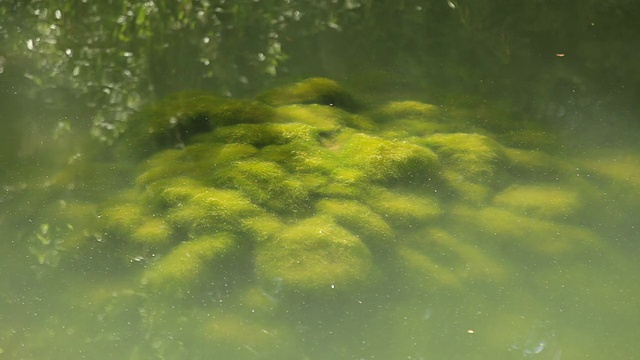 池塘底部的苔藓视频素材