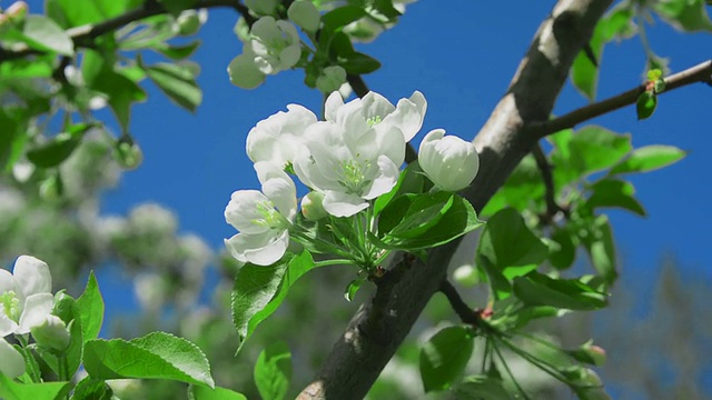 苹果白色的花视频下载