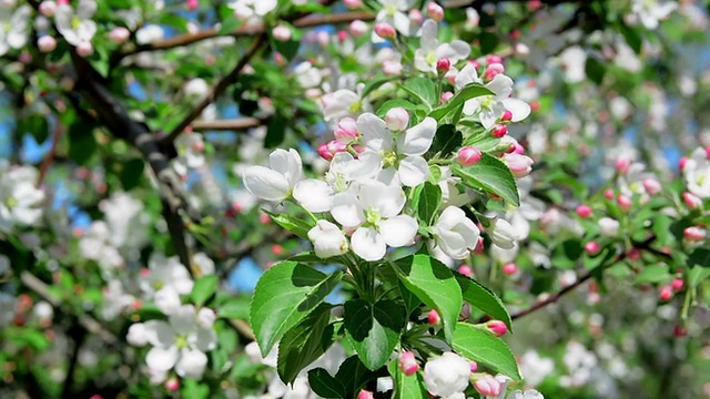 苹果花视频下载