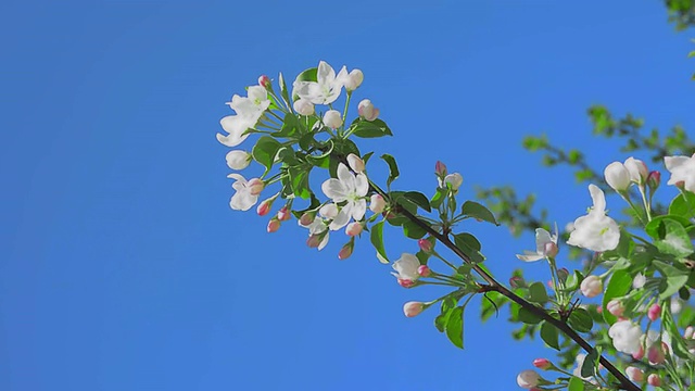 苹果花一枝视频下载