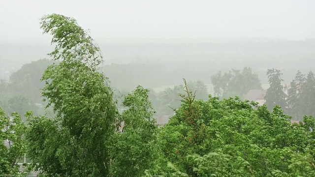 大风中的树木视频素材