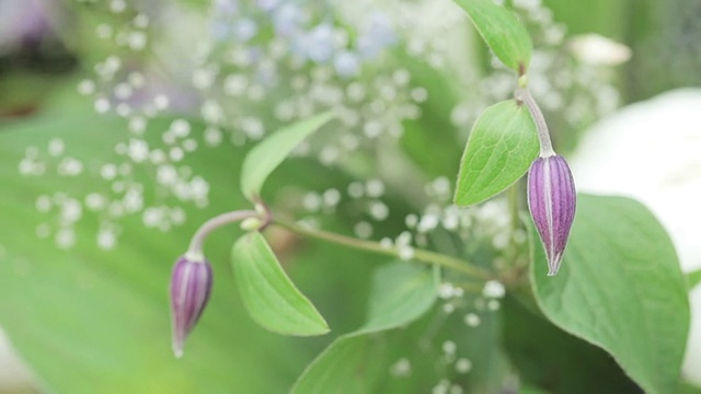 装饰的鲜花视频素材