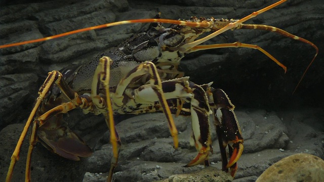 水族馆里有趣的龙虾视频素材