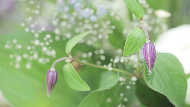 装饰的鲜花视频素材