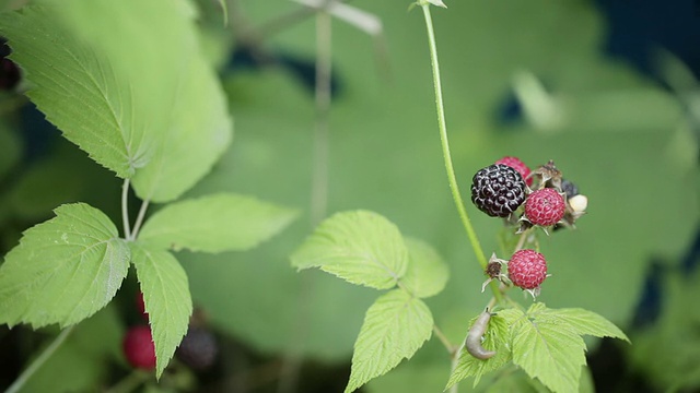 黑莓视频素材