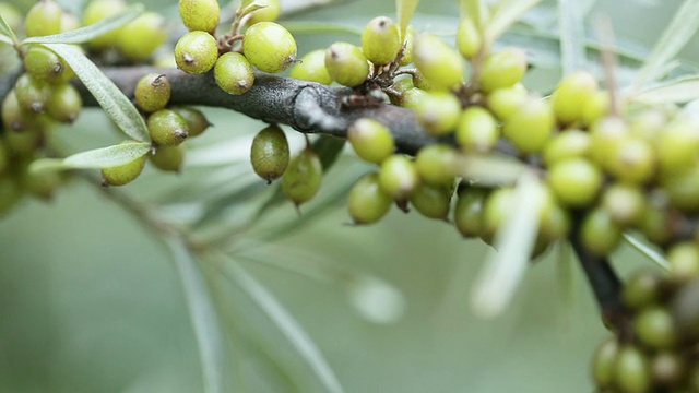 生沙棘视频素材