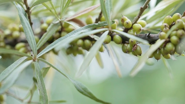 生沙棘视频素材