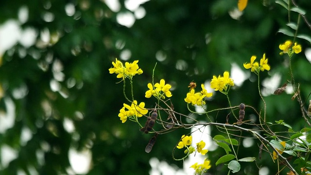 炒蛋花视频素材