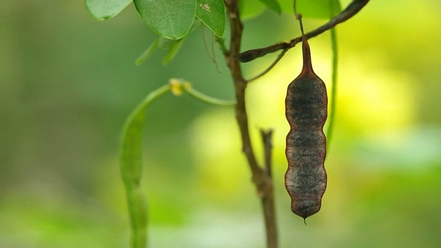 炒蛋树种子豆荚视频素材