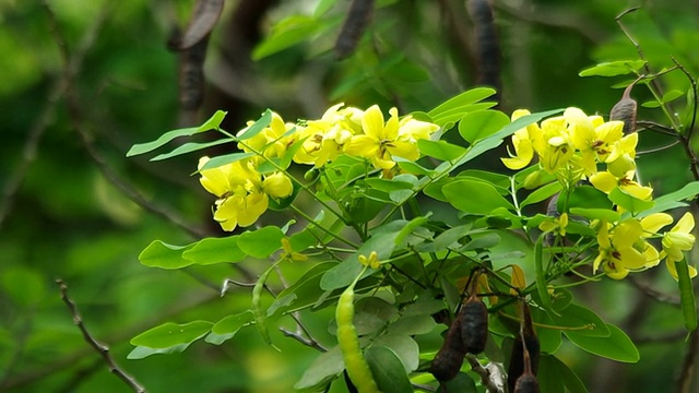 炒蛋树花视频素材