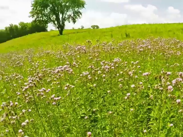 领域的野花视频素材