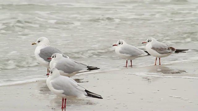 野生的海鸥视频素材