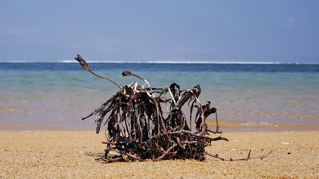 海滩上枯萎的海草。视频素材