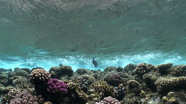 珊瑚礁上的海浪视频素材