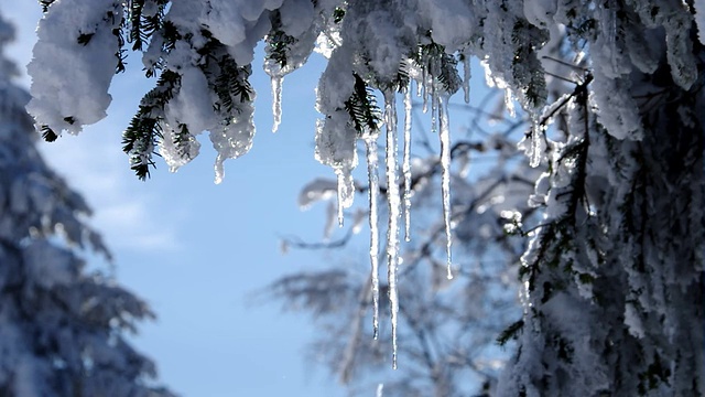 雪中的云杉枝视频素材