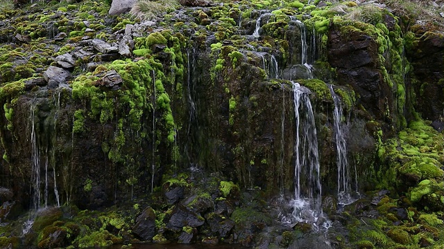 苔藓和涓涓流水视频下载