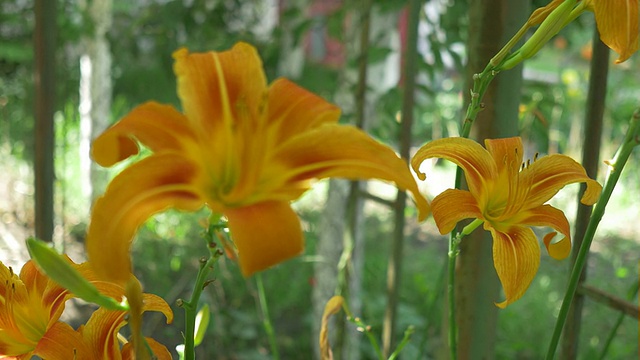 盛开的百合花视频素材