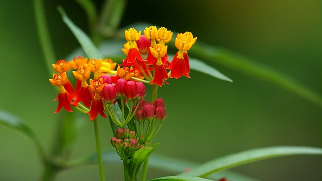 蝴蝶草的花视频素材