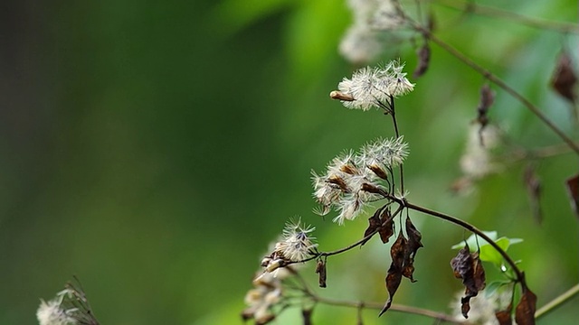 野生蒲公英的花在摇动视频素材