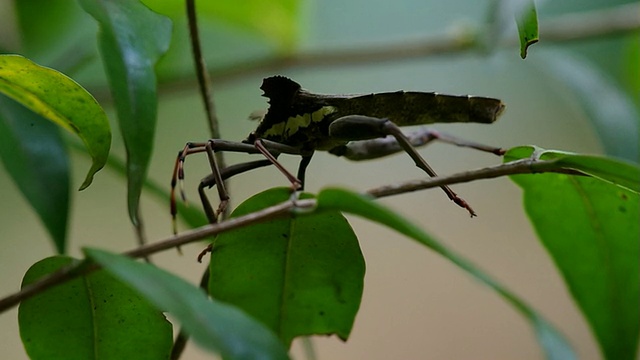 Coreid bug正在行走视频素材