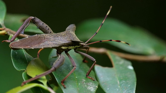 Coreid bug正在缓慢前行视频素材