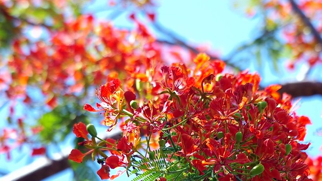 艳丽的花朵和风视频素材