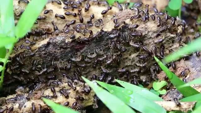 一个腐烂的原木雨林中的白蚁视频素材