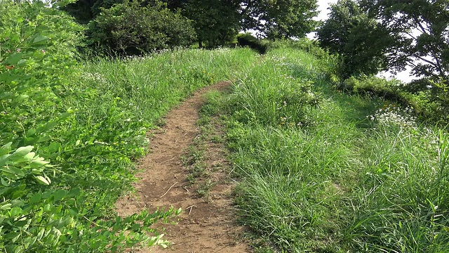 通往一棵大树的路视频下载