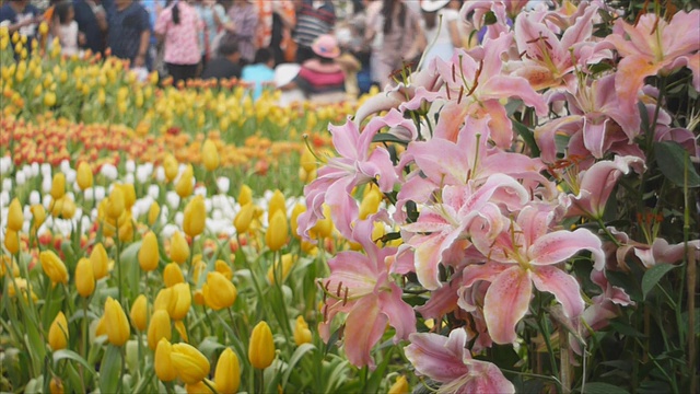 百合和郁金香花视频素材