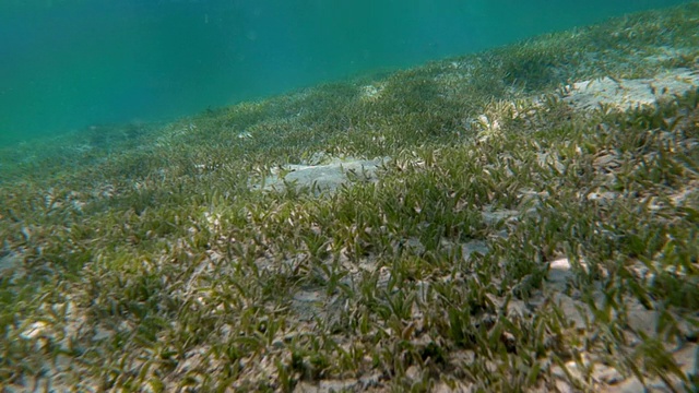 海底有水草视频素材