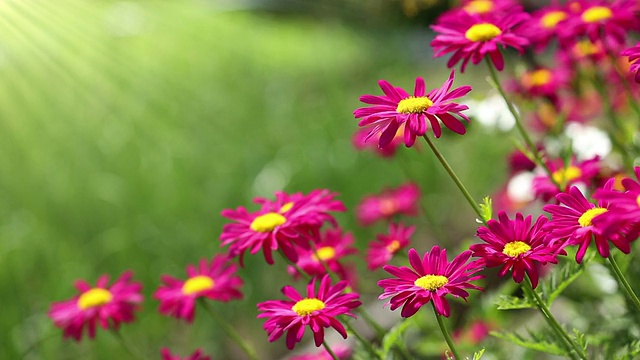 红雏菊花生长视频素材