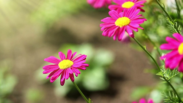 红雏菊花生长视频素材