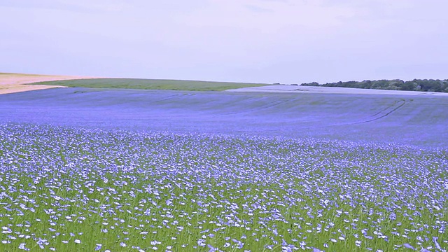 亚麻盛开的田野。视频素材