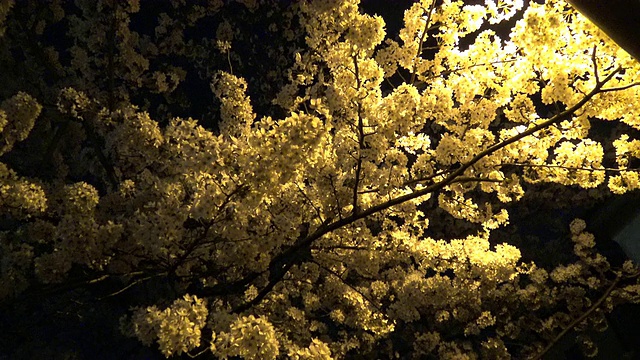 樱花在夜晚，日本东京。视频下载