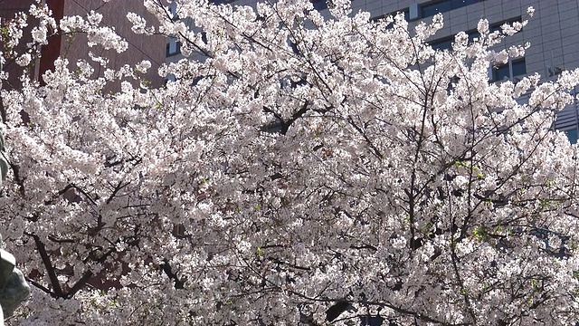 樱花盛开，日本东京。视频素材