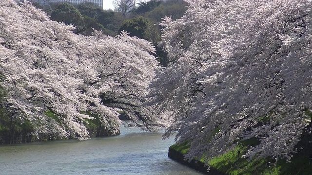 樱花盛开，千鸟渊公园，日本东京。视频下载