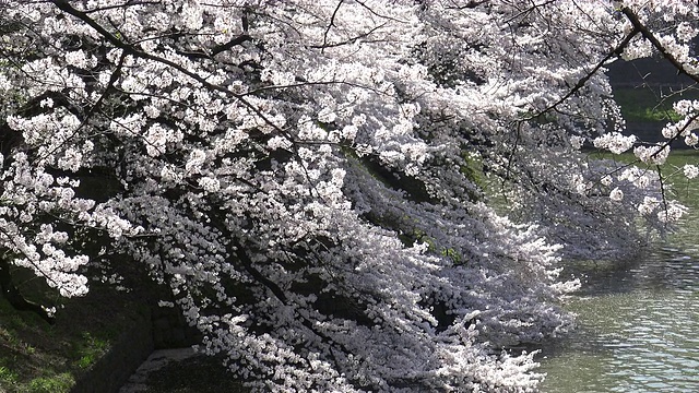 樱花盛开，千鸟渊公园，日本东京。视频下载