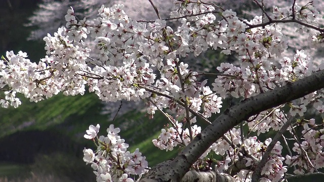 樱花盛开，千鸟渊公园，日本东京。视频下载