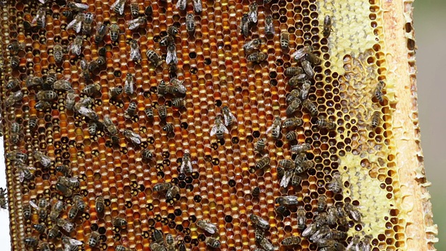 蜜蜂在蜂巢工作视频素材
