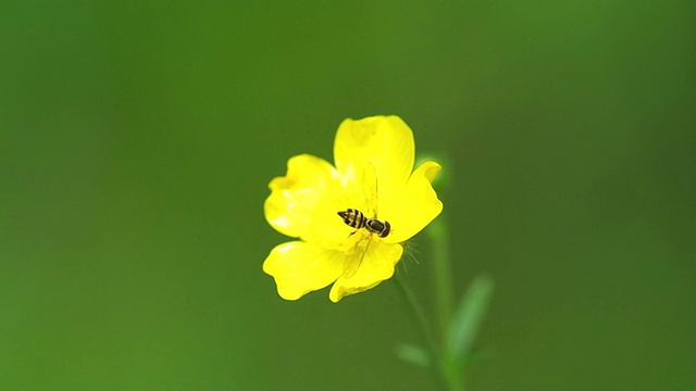 花飞花视频素材