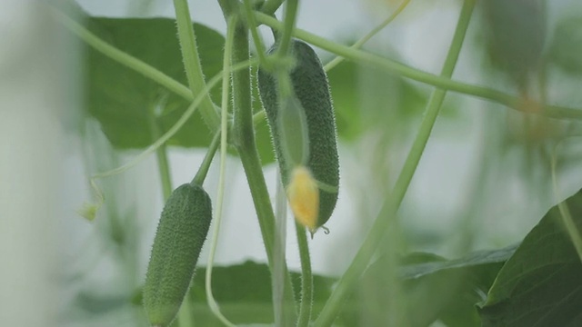 花园里的黄瓜。视频素材